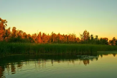 Ogród Zielony - Adam Majewski